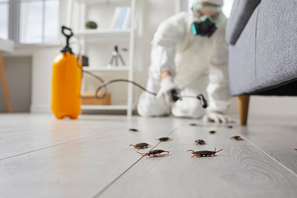 Commercial Rodent Management in Big Lake